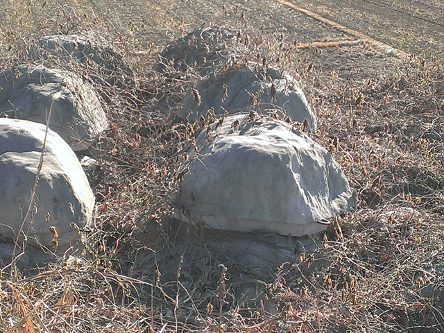 e0118846_16184573.jpg
