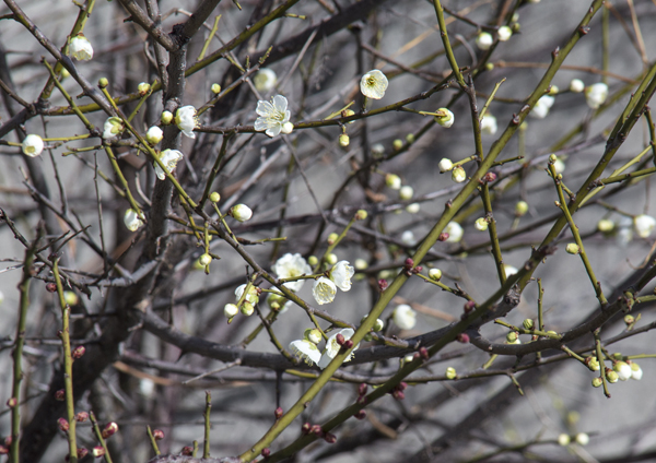 梅の花と水仙_d0163550_18433481.jpg