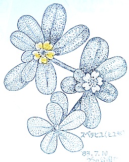 『自然画作品 ペン画』 スベリヒユ　Portulaca oleracea_a0083553_9505443.jpg