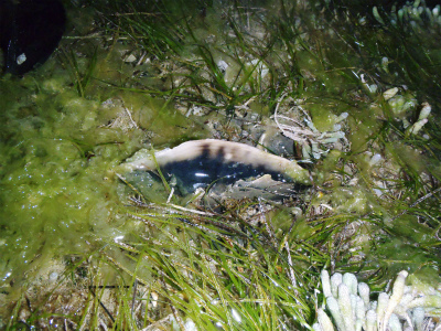 c0180460_1402711.jpg