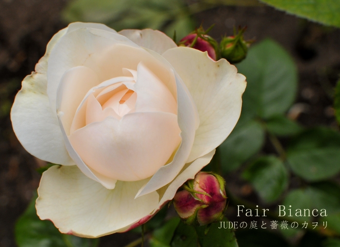 フェア ビアンカ 未公開写真とその後 : JUDEの庭と薔薇のカヲリ フェア ビアンカ 未公開写真とその後 : JUDEの庭と薔薇のカヲリ