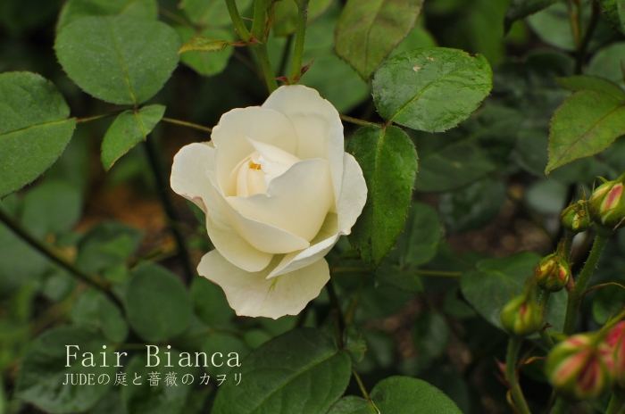 フェア ビアンカ 未公開写真とその後 : JUDEの庭と薔薇のカヲリ