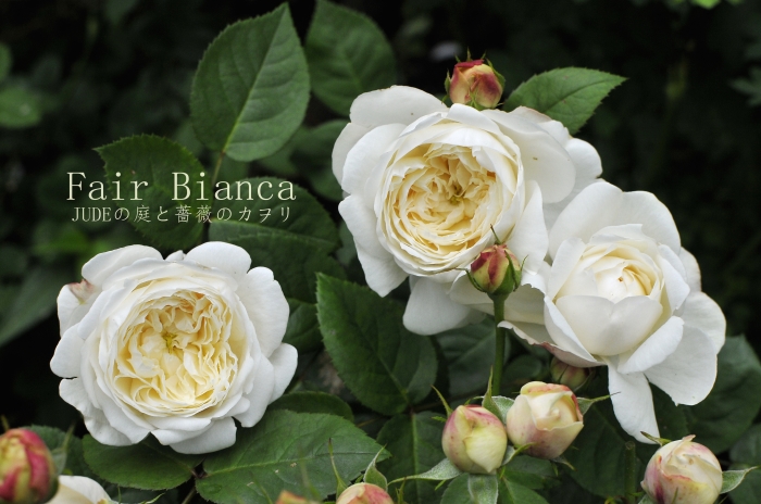 フェア ビアンカ 未公開写真とその後 judeの庭と薔薇のカヲリ フェア ビアンカ 未公開写真とその後 judeの庭と薔薇のカヲリ