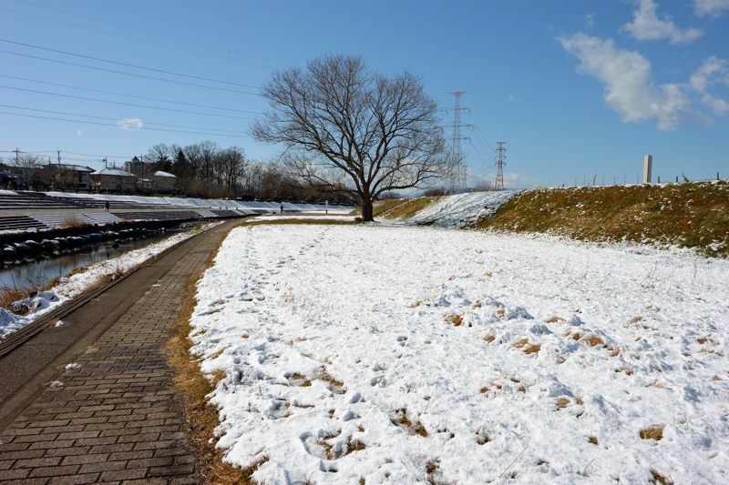 小畔川便り（雪の中のモンキチョウ:2014/2/5）_f0031682_22112874.jpg