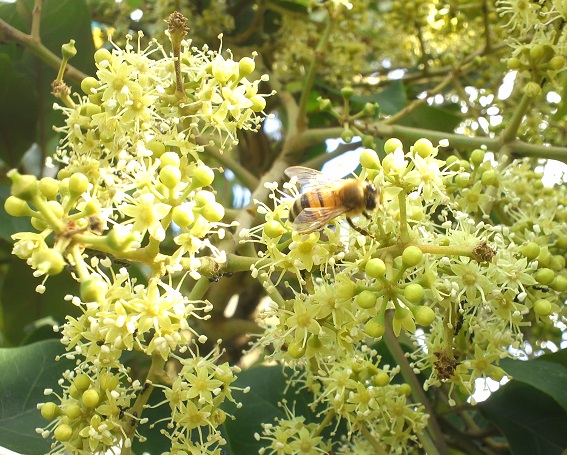 Ryukyuensis selection フカノキ _a0247891_028551.jpg