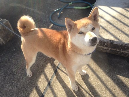 里親 犬 東京