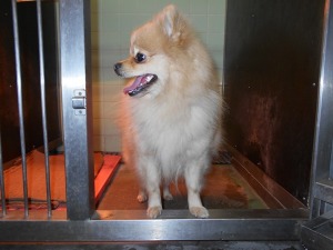 ２月５日 迷子犬保護 ポメラニアンのメス 動物保護団体パウズハートの活動日誌