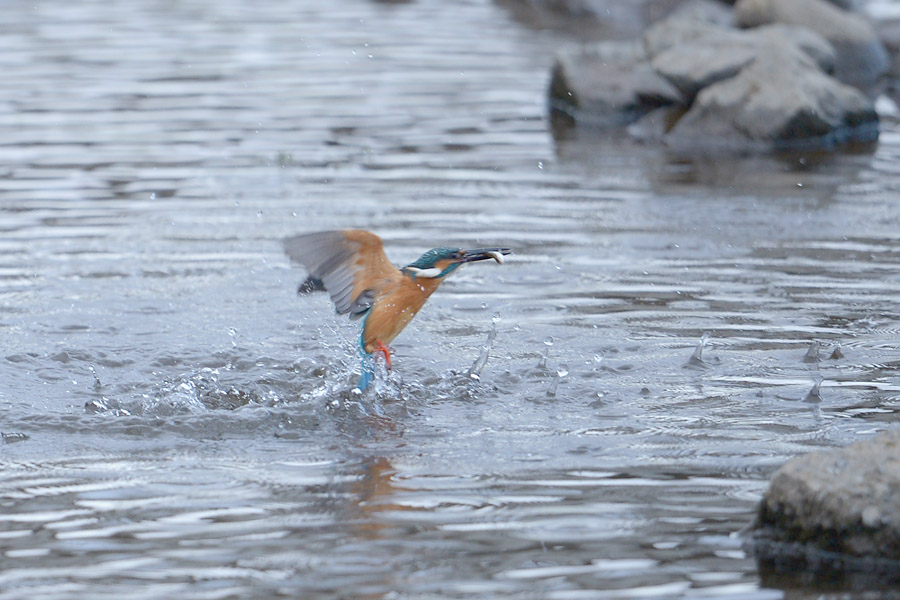 140206 雄の水物など_c0278820_17401615.jpg