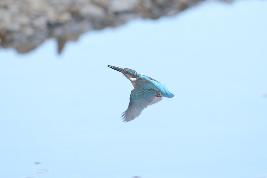 140206 雄の水物など_c0278820_17531929.jpg