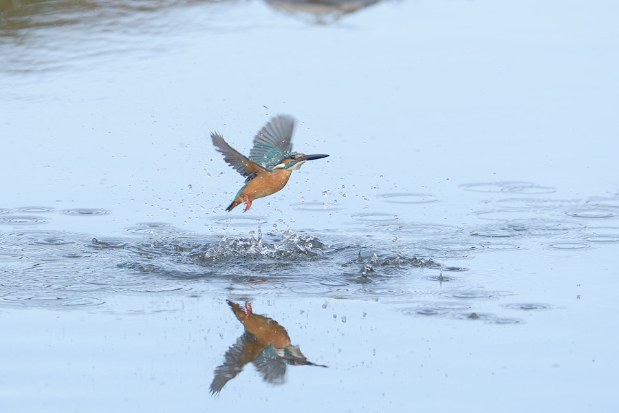 140206 雄の水物など_c0278820_1883536.jpg