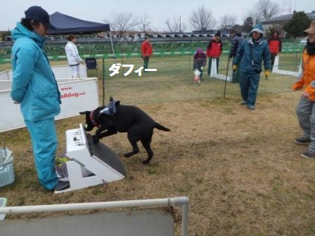 フライボール競技会＠木曽三川公園_c0254426_04026.jpg