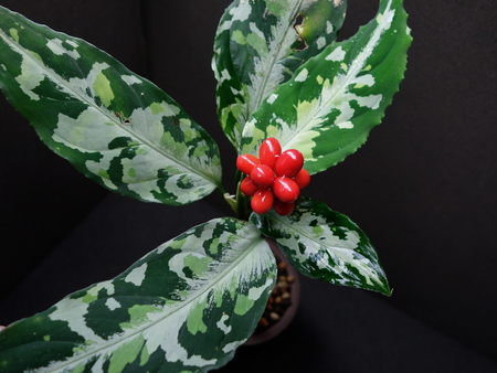 Aglaonema pictum zettacolor“鏡花水月”【LA0913-1ss】アグラオネマ