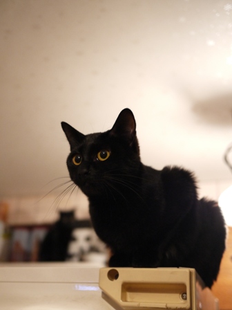 こたえはひとつじゃない猫 てぃぁら編。_a0143140_236448.jpg
