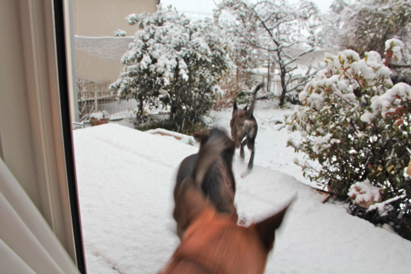 犬は喜び庭かけまわり♪_e0249240_20071857.jpg