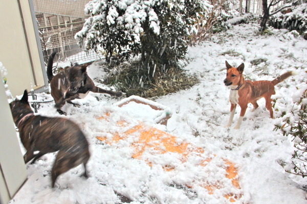 犬は喜び庭かけまわり♪_e0249240_20142256.jpg