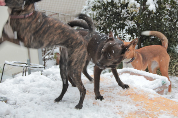 犬は喜び庭かけまわり♪_e0249240_20414204.jpg