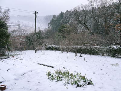 全国送料無料ギフト 積雪3cm!! 本日の天気：雪のち曇り FLCパートナーズストア : キャラクターグッズ