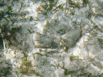 c0180460_1141472.jpg