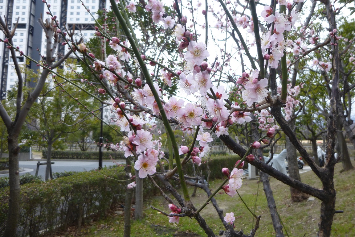 梅は咲いたか、、_f0205367_173566.jpg