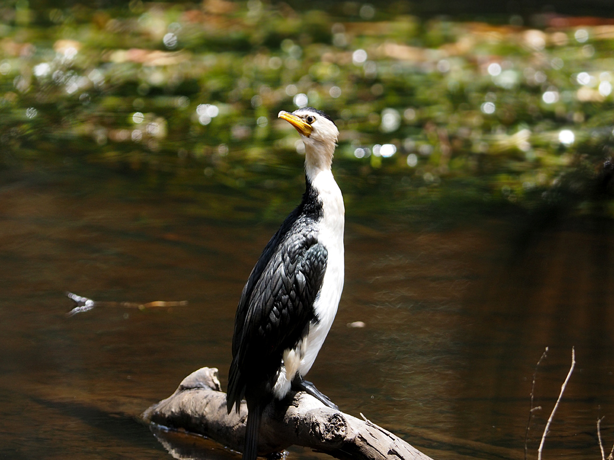 Little Pied Cormorant　& Little Black Cormorant @Royal National Park in Sydney_d0283373_16465336.jpg