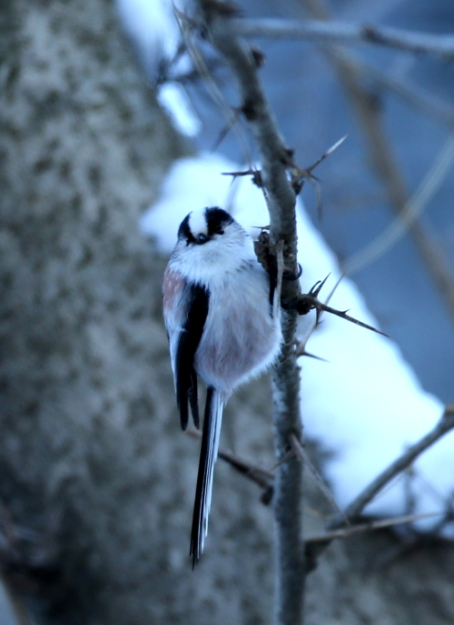 山野の野鳥たち_d0262476_614081.jpg