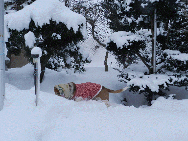 f0205887_948241.gif
