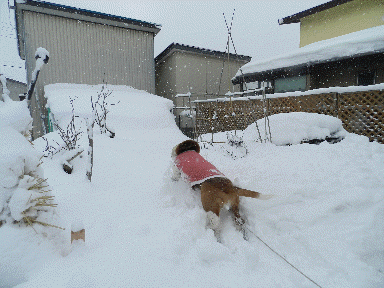 f0205887_9511036.gif