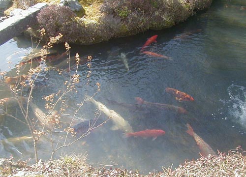 ●天龍寺の曹源池_d0053294_164041.jpg