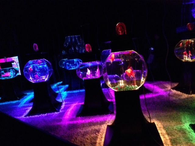 アートアクアリウム展 大阪・金魚の艶_f0204295_15475123.jpg