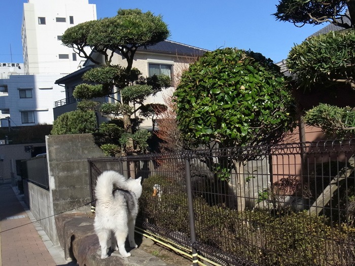 はじめての試練…かもしれん_c0049299_19395066.jpg