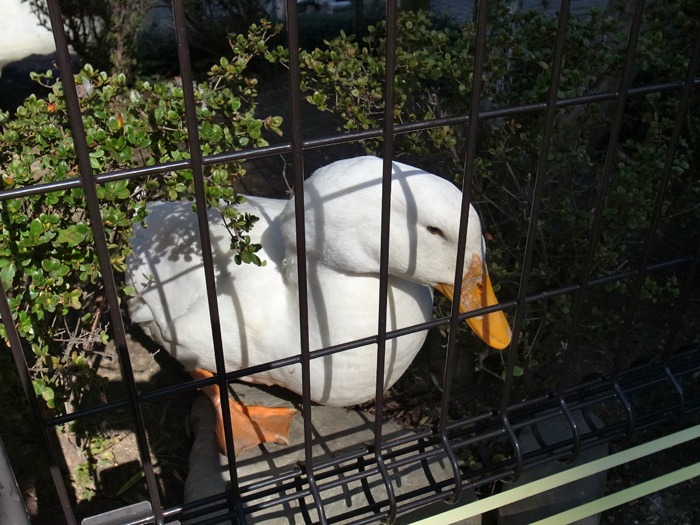 はじめての試練…かもしれん_c0049299_19401875.jpg