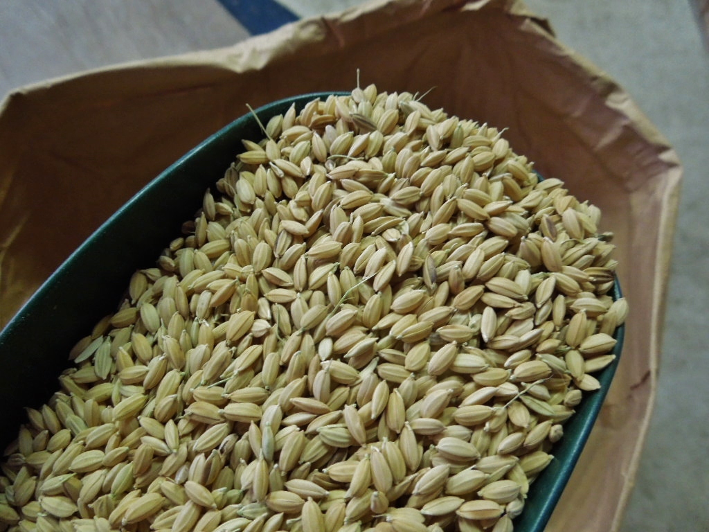 「飼料米 2014」_a0120513_18505846.jpg