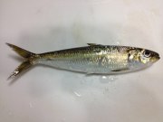 ６１３ 同じ魚でも捨てたり食べたり ふるさと 阿品 よもやま