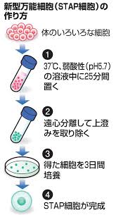 小保方さん関係（その６）：「万能細胞」は＜万能＞ではない_d0028322_07443087.jpeg