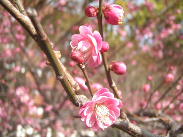 横浜公園でも梅が咲いています。_c0012640_14484039.jpg