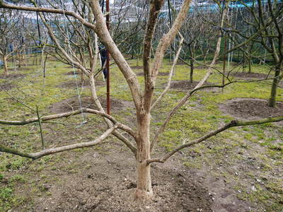 太秋柿 剪定!! 匠の徹底作業 その2_a0254656_18333124.jpg