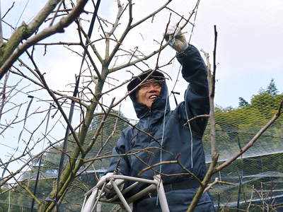 太秋柿 剪定!! 匠の徹底作業 その2_a0254656_18393035.jpg