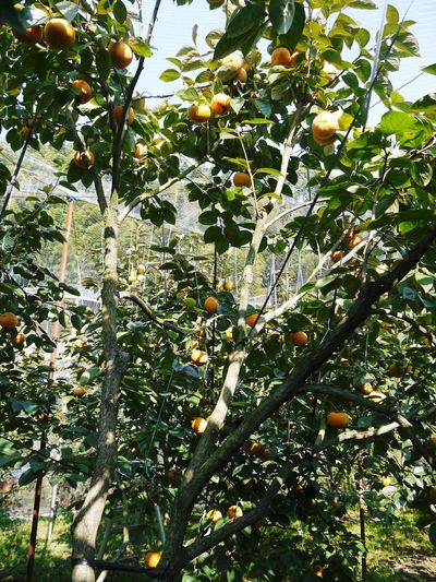 太秋柿 剪定!! 匠の徹底作業 その2_a0254656_1853153.jpg