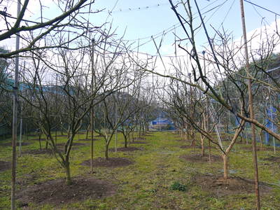 太秋柿 剪定!! 匠の徹底作業 その2_a0254656_19284219.jpg