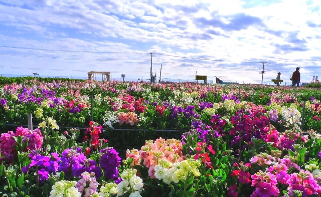 50 南 房総 花 摘み すべての美しい花の画像 50 南 房総 花 摘み すべての美しい花の画像