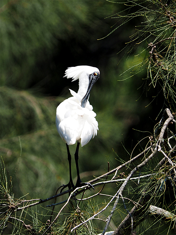 Royal Spoonbill @Royal National Park in Sydney_d0283373_4504241.jpg