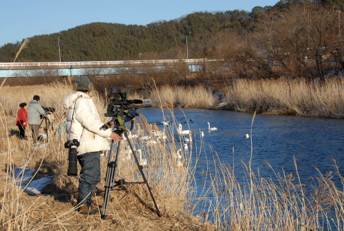 鳥撮り学校入学式～２００６年２月７日、ナキハクチョウとの出逢いが～_d0262476_5362933.jpg