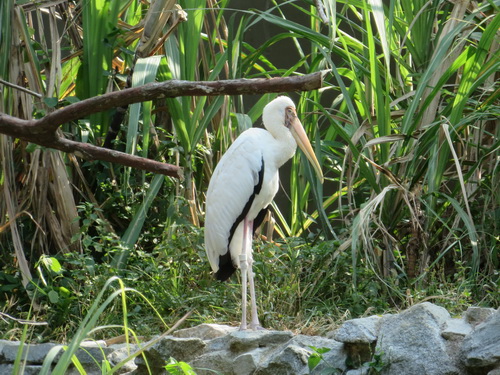 2014年2月3日　River Safari　（その3）_a0002177_18451127.jpg