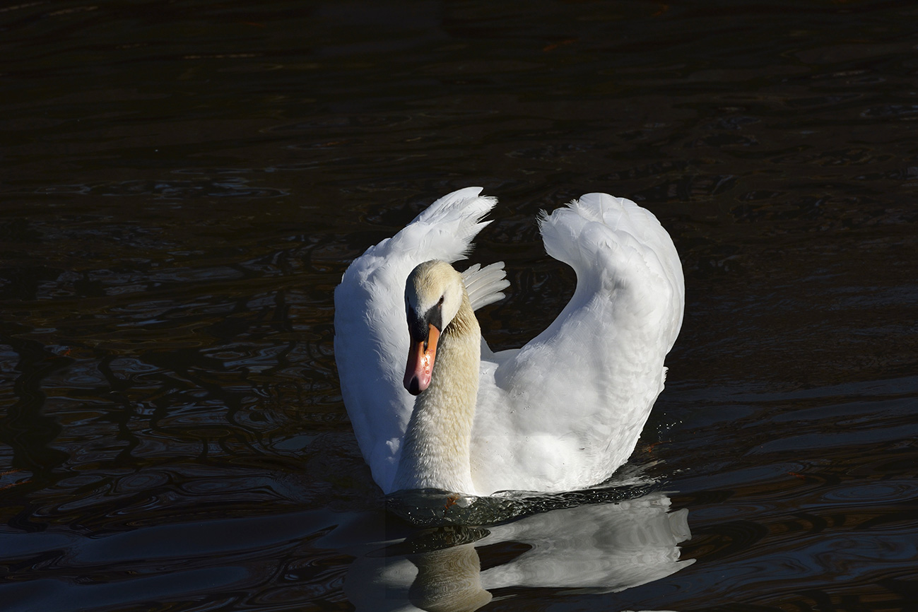 白鳥の池_a0110584_23125434.jpg