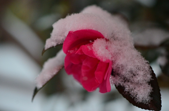 a0288500_837231.jpg