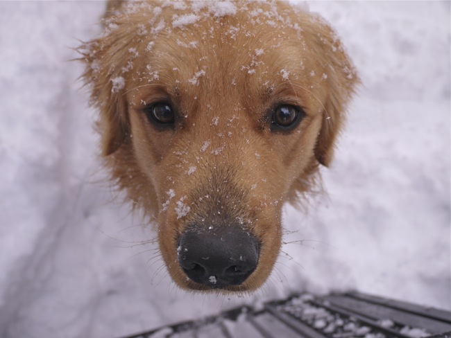 I love snow !_e0163202_1650727.jpg