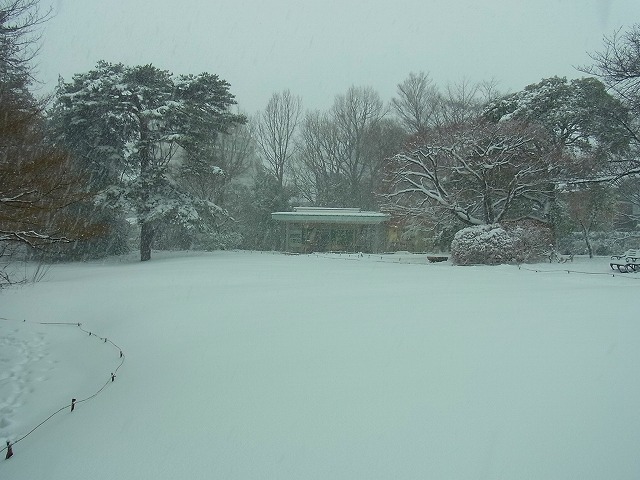 大雪です_b0049307_16553194.jpg
