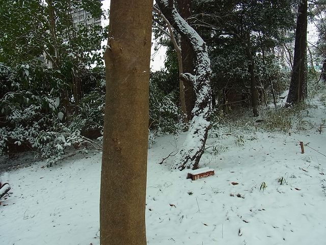 大雪です_b0049307_1659744.jpg