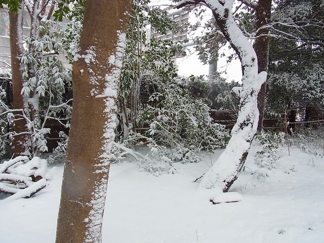 大雪です_b0049307_171359.jpg