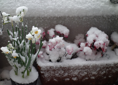 20年ぶりの大雪_d0188407_17103355.jpg